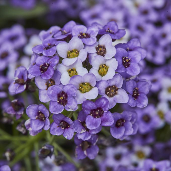 Lobularia Lucia Lavender