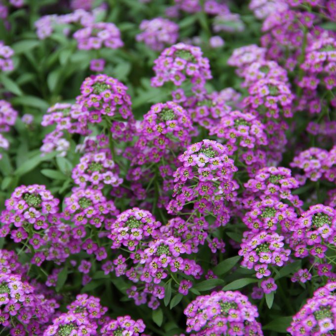 Lobularia Lucia Purple