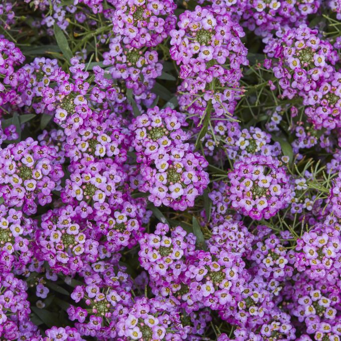 Lobularia Lucia Rose 2