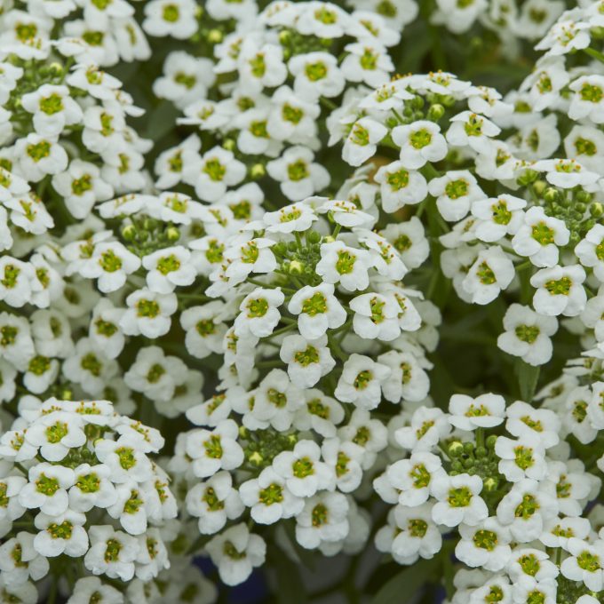 Lobularia Lucia White