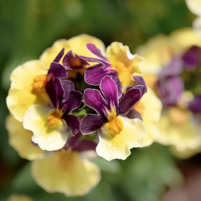 Nemesia ESCENTIAL Passionberry