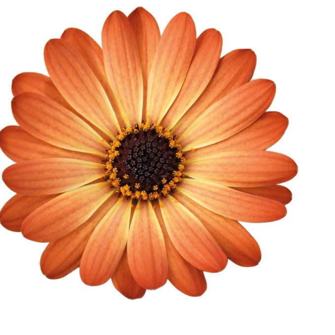 Osteospermum_Gelato_Apricot_001