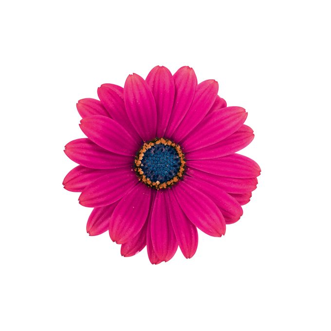 Osteospermum_Gelato_Strawberry_001