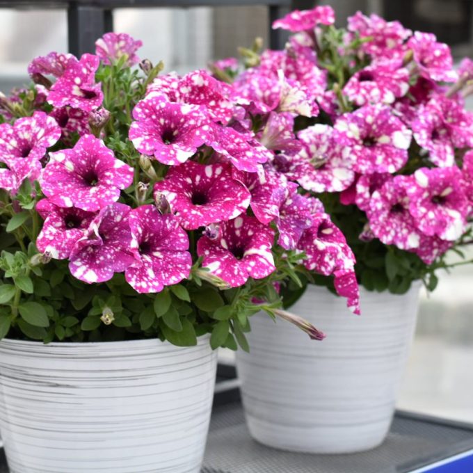 Petunia Discoball Magenta