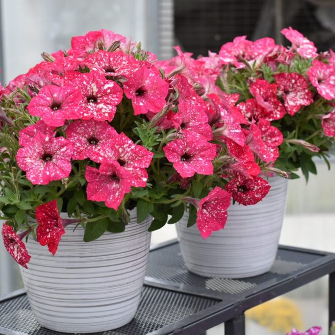 Petunia Discoball Melon Pink