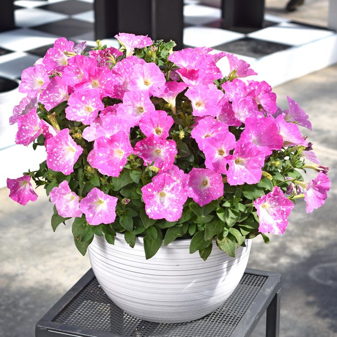 Petunia Discoball_Pink