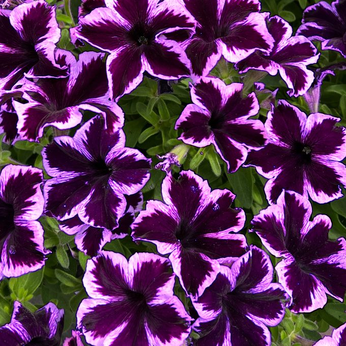 Petunia_Crazytunia_Cosmic_Violet