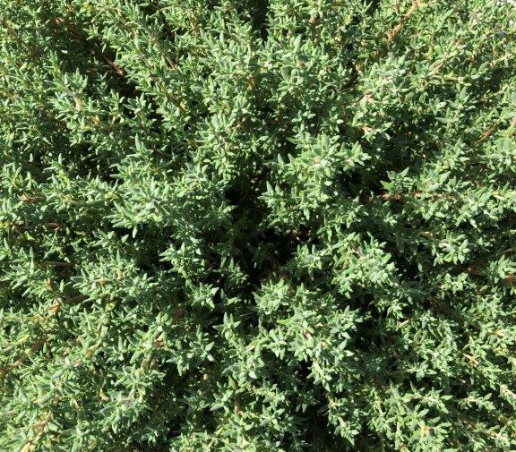 Thyme Summerdreams Orange