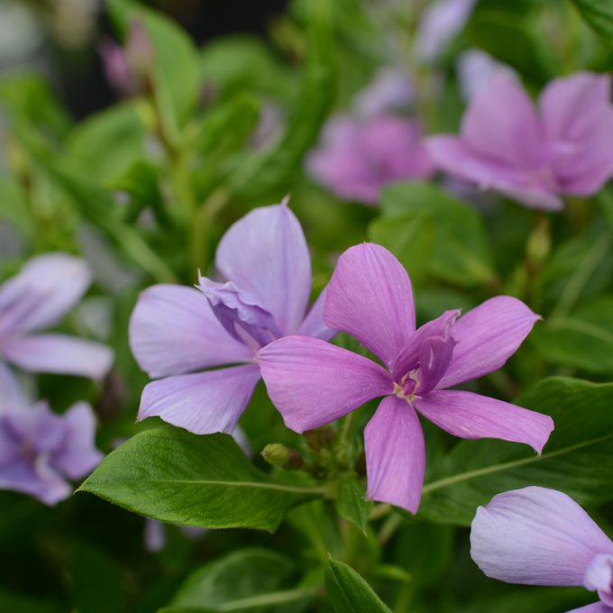 Catharanthus Soiree Double Orchid