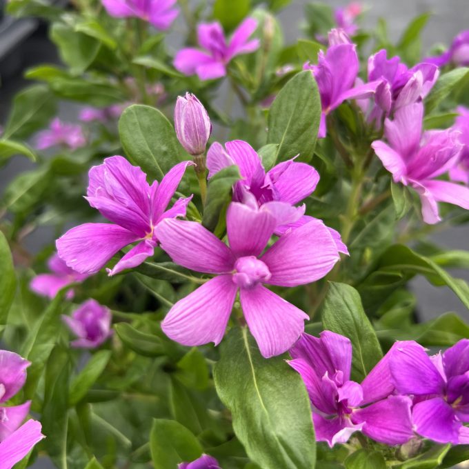Catharanthus-Soiree-Double-Orchid-Improved-001-rotated