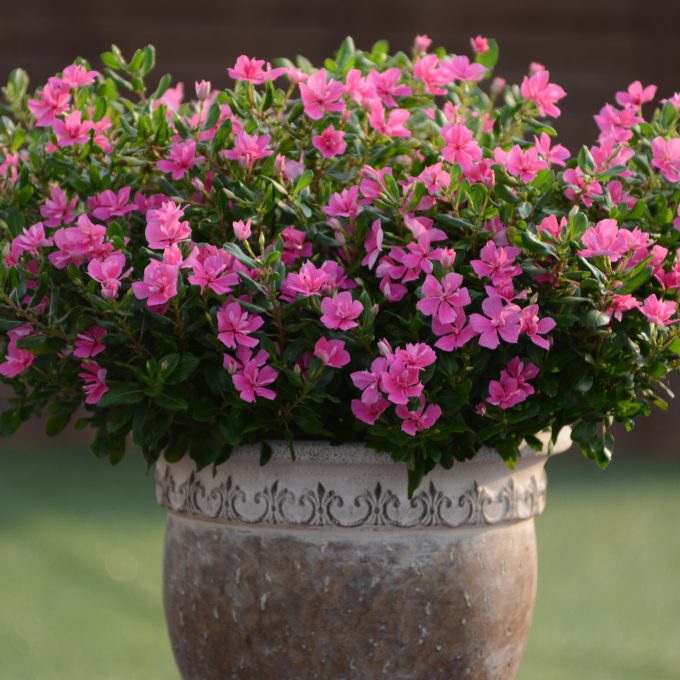 Catharanthus Soiree Double Pink