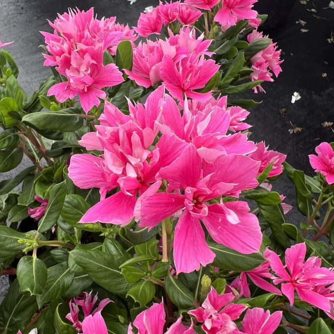 Catharanthus-Soiree-Double-Pink-Improved-001-rotated