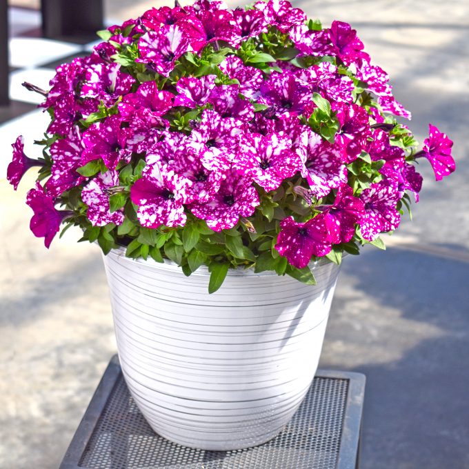 Petunia Discoball_Purple