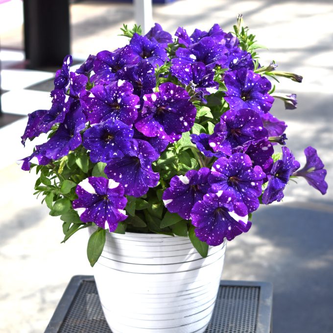 Petunia Discoball_Violet