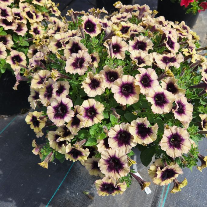 Petunia Surfinia Heavenly Blackberries & Cream