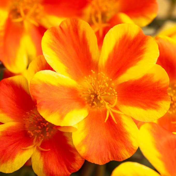 Portulaca Colorblast Orange Shandy (002)