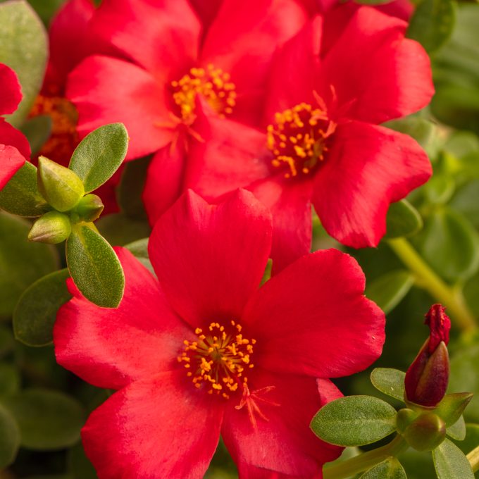 Portulaca Seaglass Red