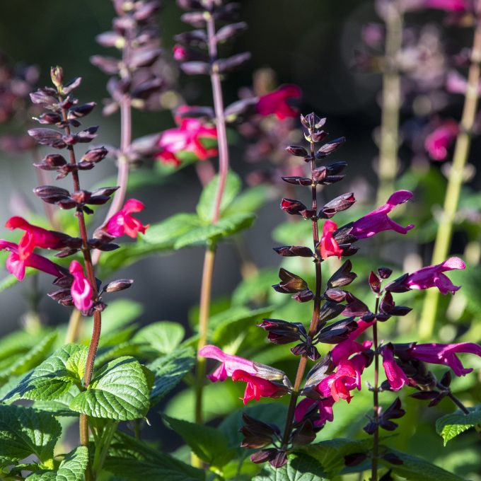 Salvia-Bodacious-Jammin-Jazz new photo