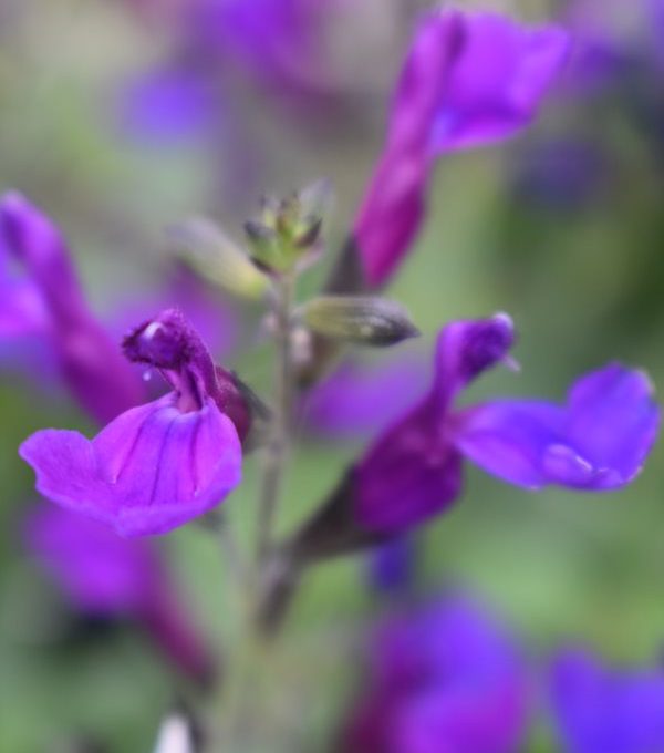 Salvia Tanami Blue