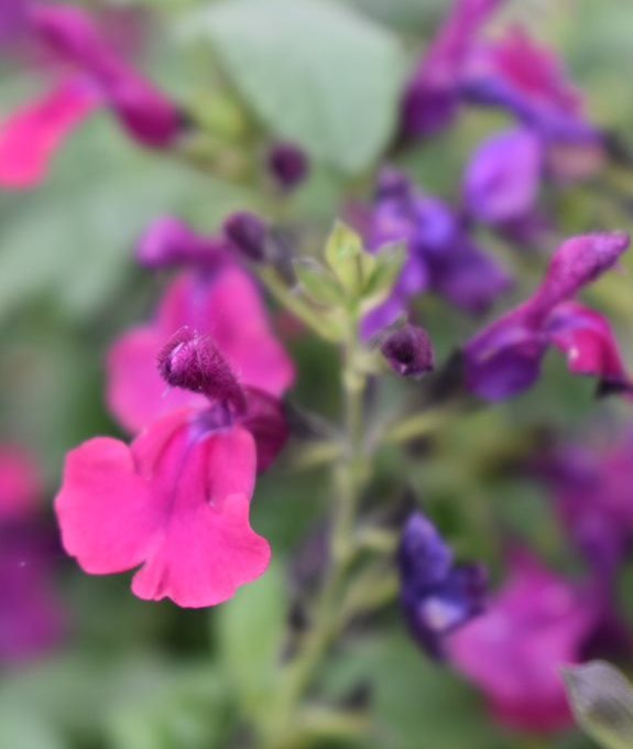 Salvia Tanami Purple