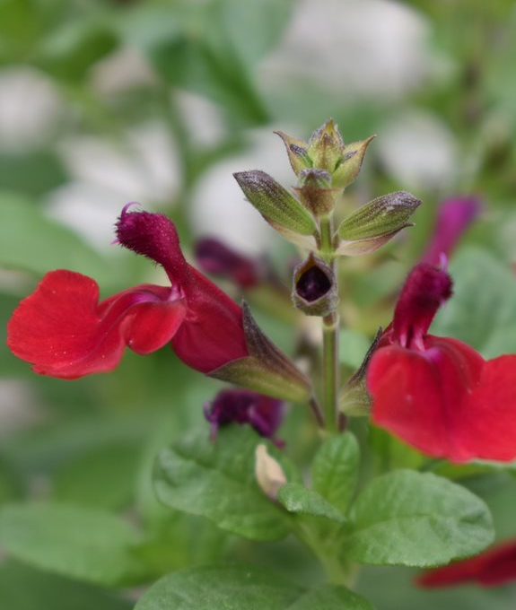 Salvia Tanami Red