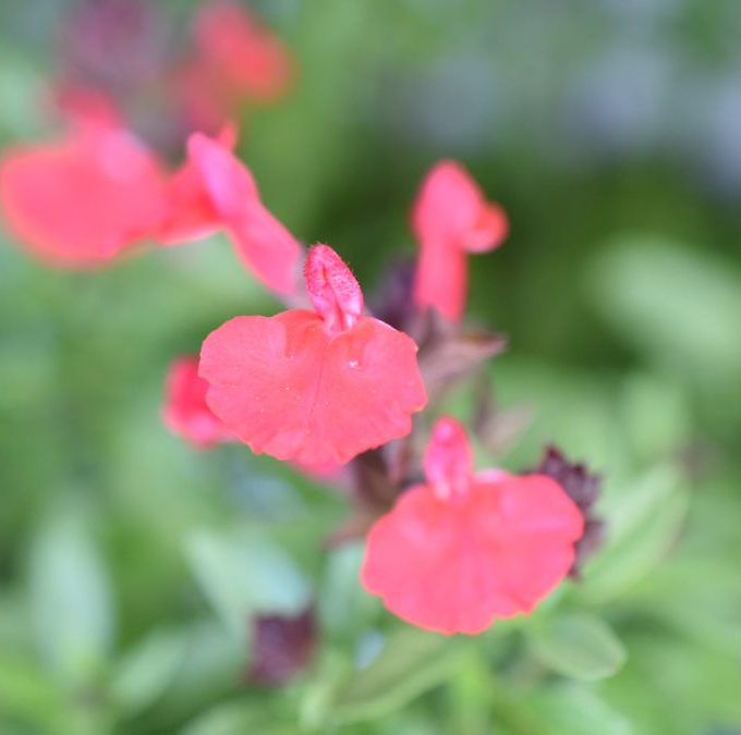 Salvia Tanami Salmon