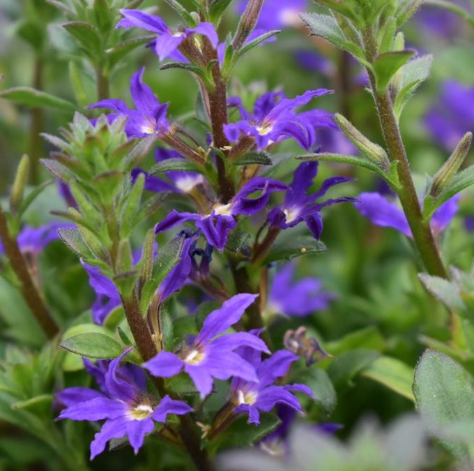 Scaevola Scalora Dark Violet