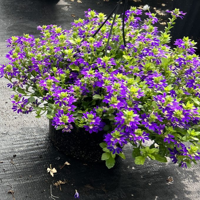 Scaevola Surdiva Blue Violet Imp