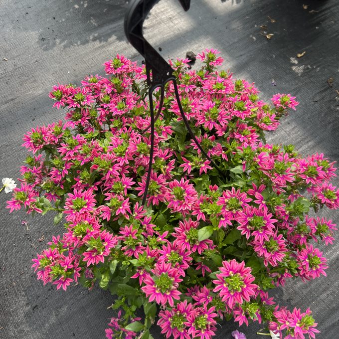 Scaevola Surdiva Fashion Pink Imp.