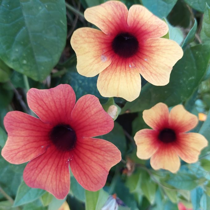 Thunbergia Sunny Susy Tiger Eye (1)