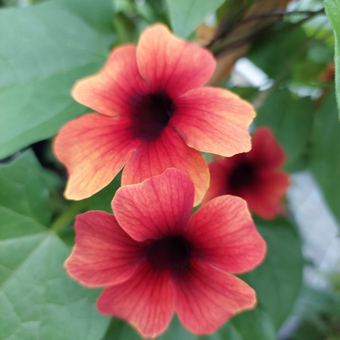 Thunbergia Sunny Susy Tiger Eye (2)