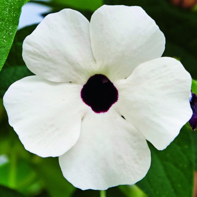 Thunbergia Sunny Susy White Halo close