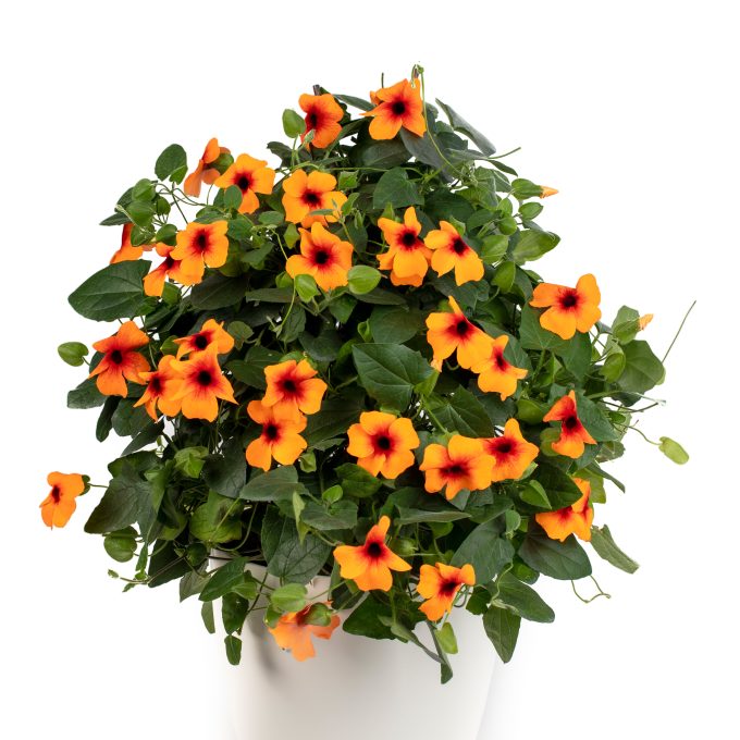 Thunbergia_TowerPower_Dark_Orange_001