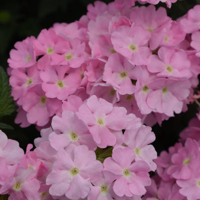 Verbena Estrella Taffy Pink