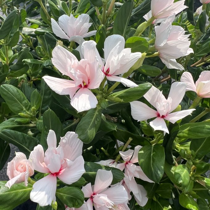 Vinca Soiree Double Appleblossom