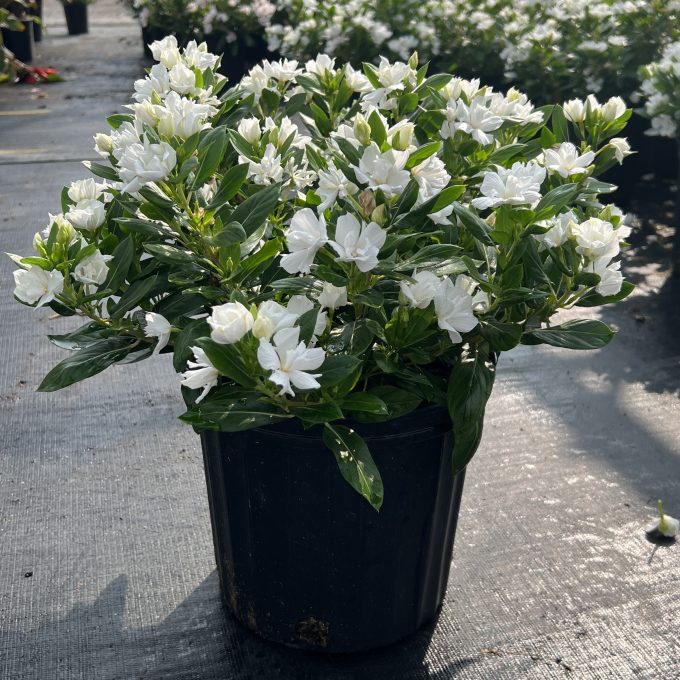 Vinca Soiree Double Pure White 2