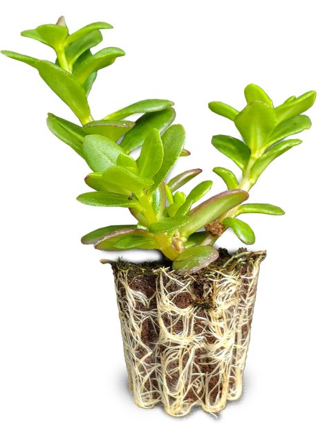 PSI Ordering - plant plug