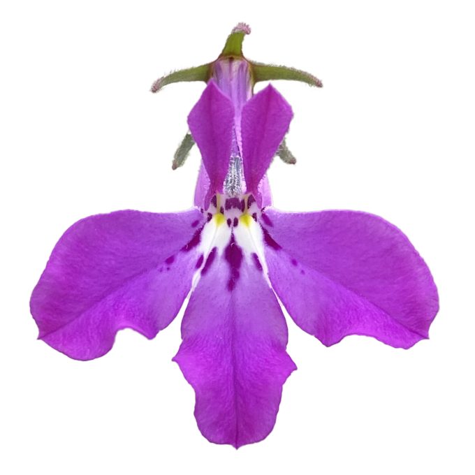Lobelia Africo Lavender