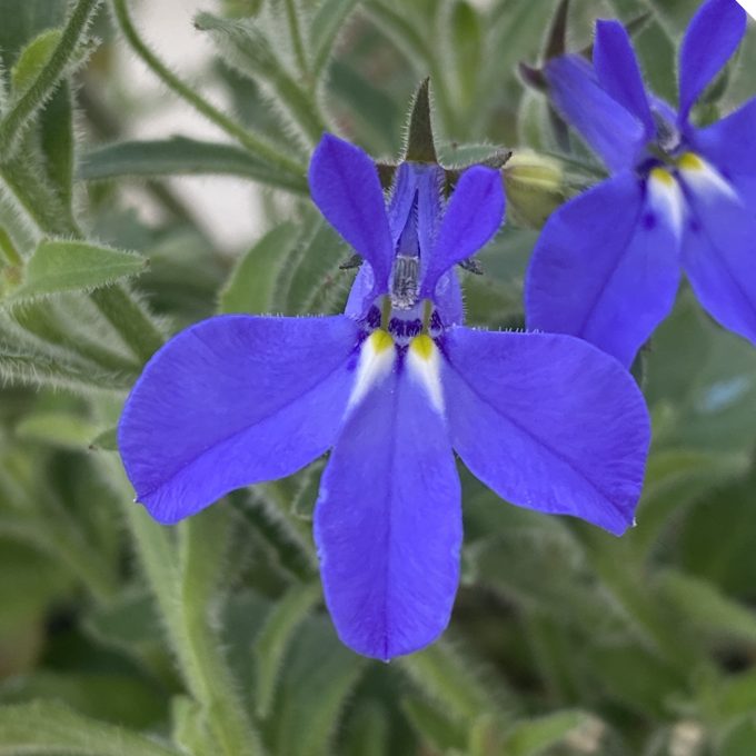 Lobelia Africo True Blue