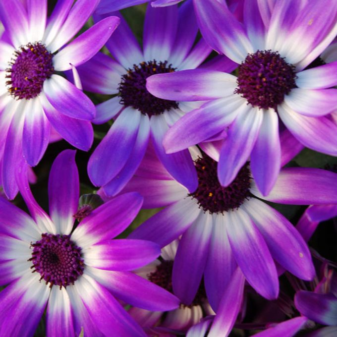 Pericallis Senetti Violet Bicolor
