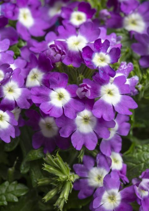 Verbena PeekABoo Lilac