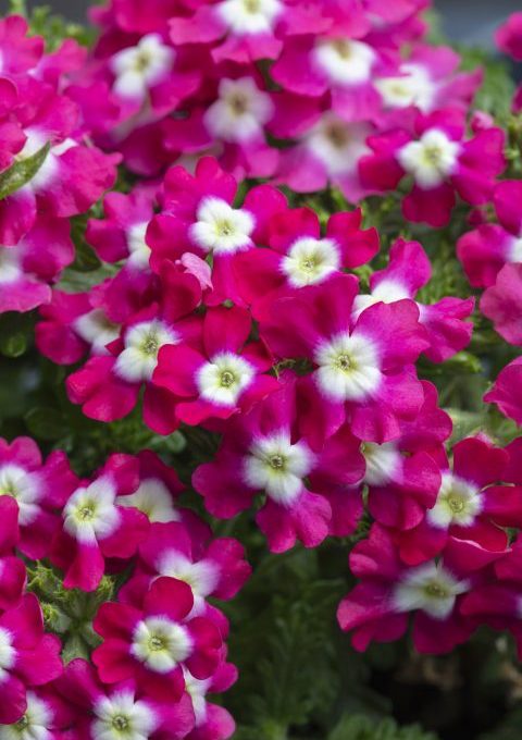 Verbena PeekABoo Pink