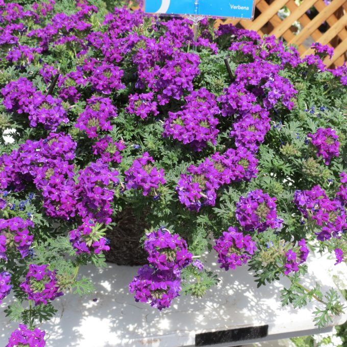 Verbena Tapien Blue Violet