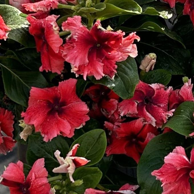 Vinca Flamenco Electic Salmon Eye