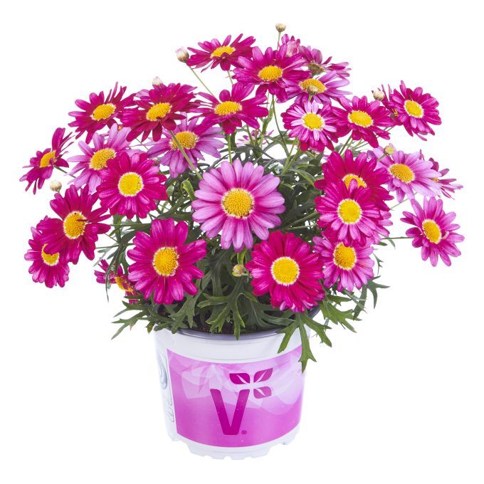 Argyranthemum Aramis Violet 22234 (1)