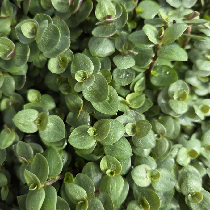 Tradescantia Zebra Pequeno Green