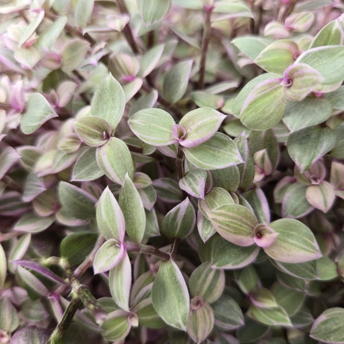 Tradescantia Zebra Pequeno Pink