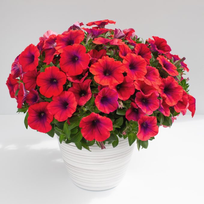 Petunia-Inferno-Metallic-Orange