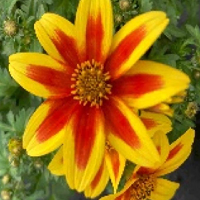 Bidens_Stellar_Red_Ribbon