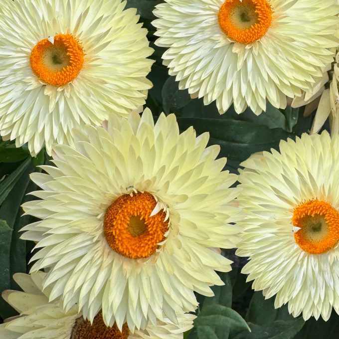 Bracteantha_Cottage_Cream